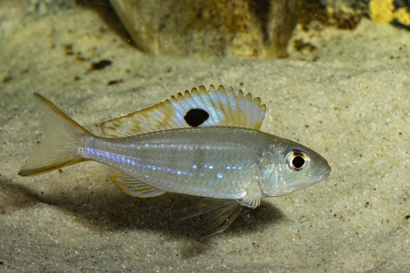 Ectodus descampsii 'Mvuna Island'